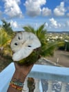 Soursop Drops 