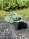 Succulent Potted Plant Coaster Set