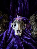 Lavender Aura Quartz - Bobcat Skull