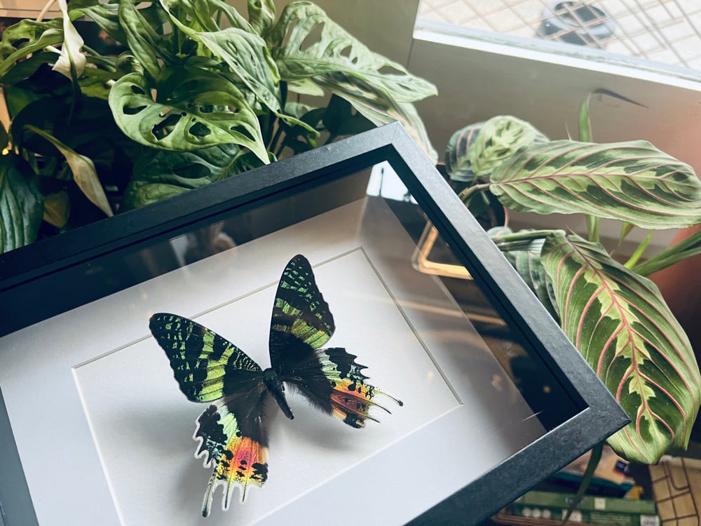 Image of “Chrysiridia Rhipheus” Madagascan Sunset Moth 