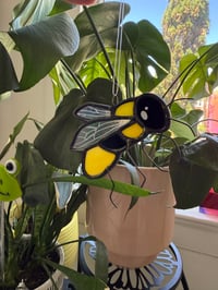 Image 1 of Baby Bumble Bees