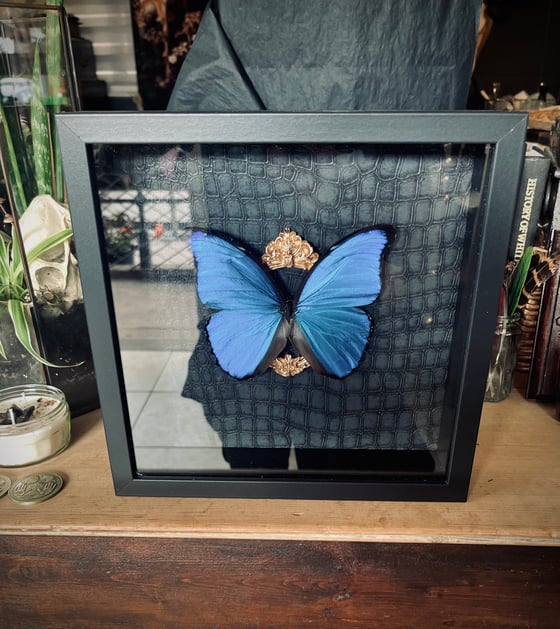 Image of Ornate Framed Victoriana Blue Morpho Butterfly 