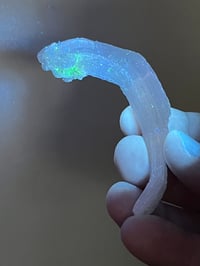 Image 3 of Rams Horn Selenite, Gypsum Specimen | Guizhou China #2867