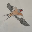 Image 2 of £50 originals - Swallow 2 , ink & watercolour