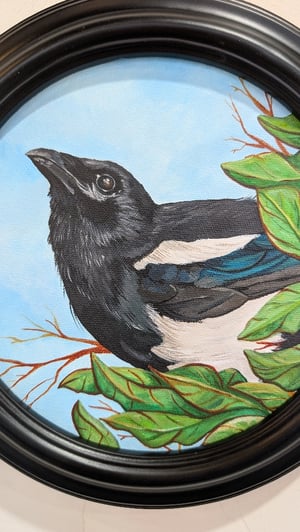 Magpie in Blue