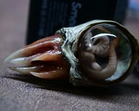 Image 16 of Nebula Hatchling Snaggletooth Pendant - Handmade,  2" OOAK