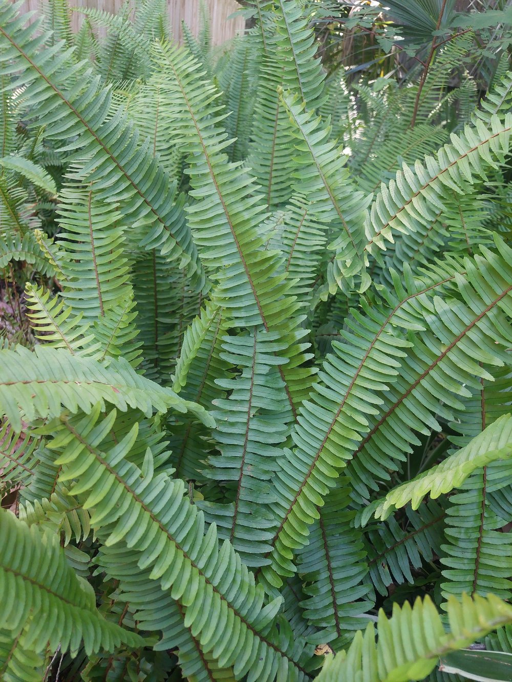 Image of PLANTS FERNS🪴🪴🪴