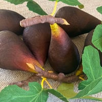 Image 3 of Black Mission Fig