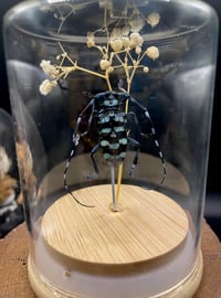 Image 2 of Longhorned Beetle dome 