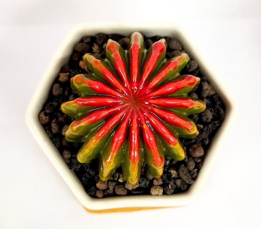 Image of Red/Green Fused Succulent in Hexagon pot