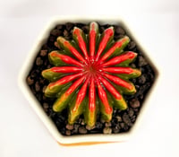 Image 1 of Red/Green Fused Succulent in Hexagon pot