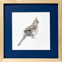 Image 1 of Ruffle Your Feathers by Danika Ostrowski - Framed Original Drawing