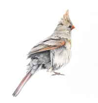 Image 2 of Ruffle Your Feathers by Danika Ostrowski - Framed Original Drawing