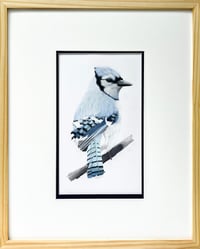 Image 1 of Cyanocitta cristata by Danika Ostrowski - Framed Original Drawing