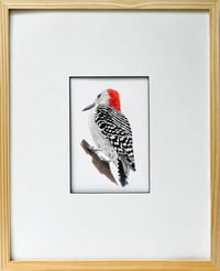 Image 1 of Melanerpes carolinus by Danika Ostrowski  - Framed Original Drawing