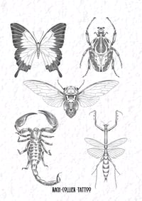 Entomology 