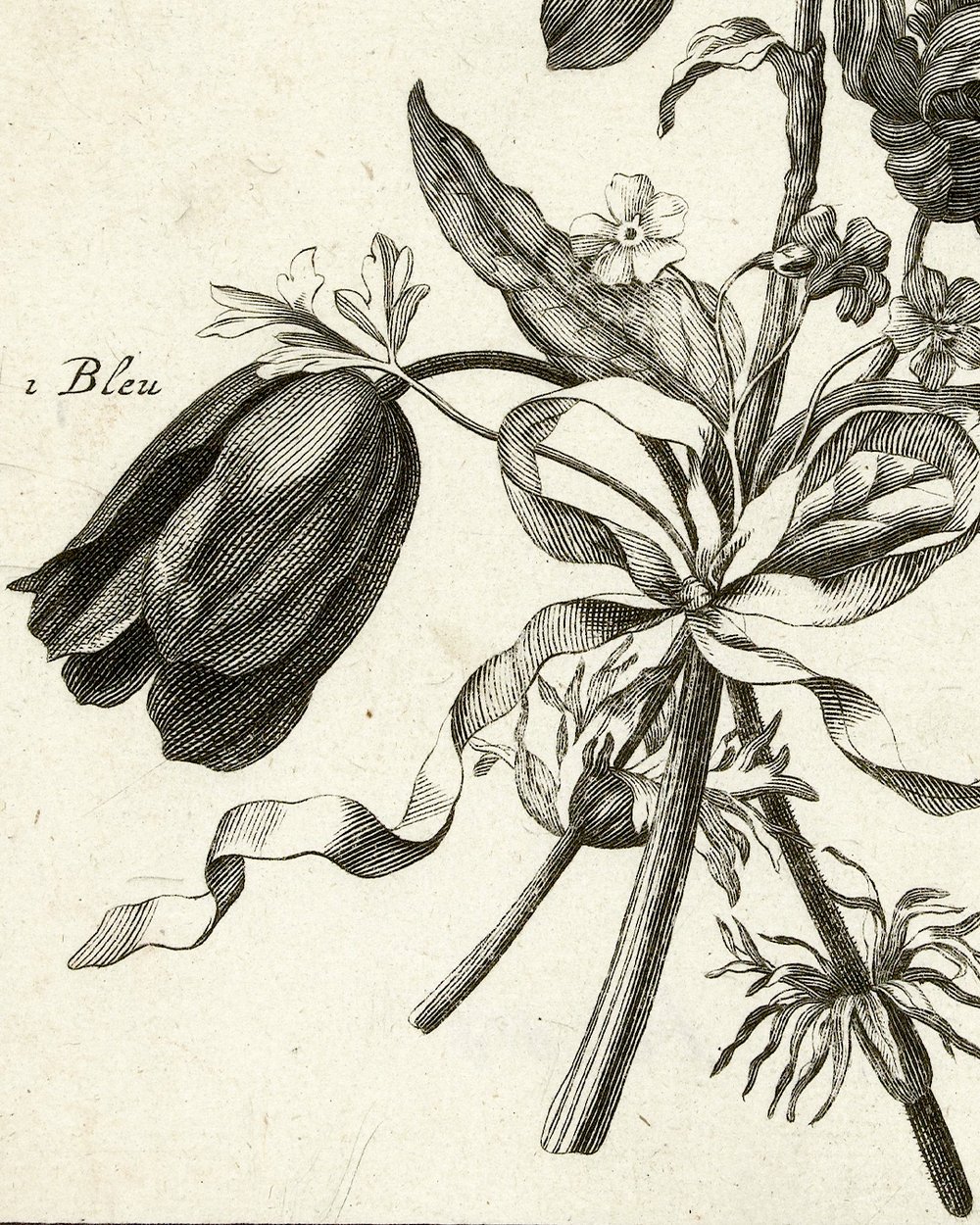 "Four flowers, including an anemone" (1700 - 1800)