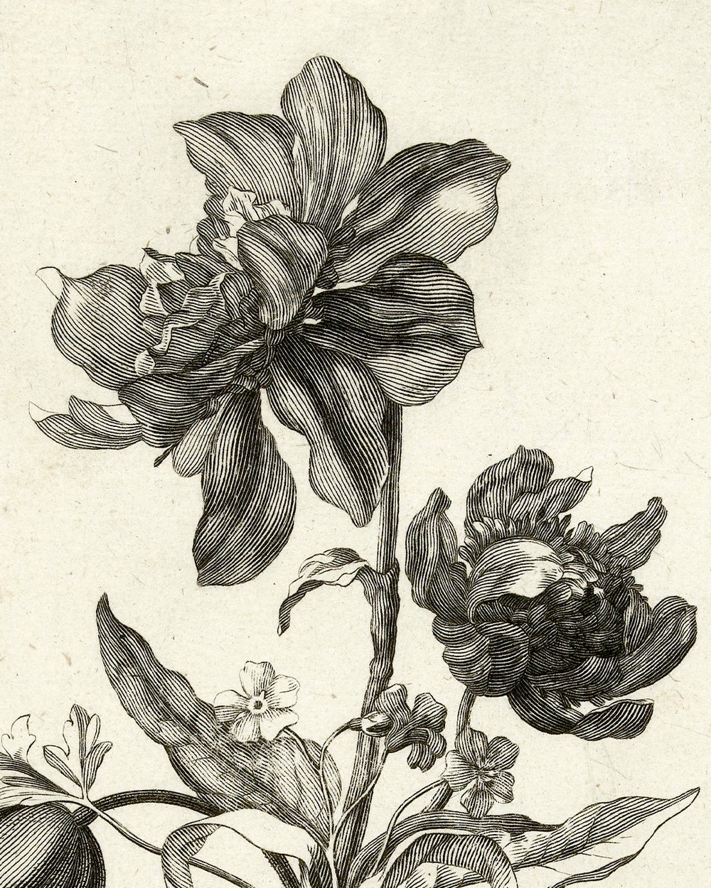 "Four flowers, including an anemone" (1700 - 1800)
