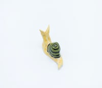 Image 1 of Small Yellow & Green Snail