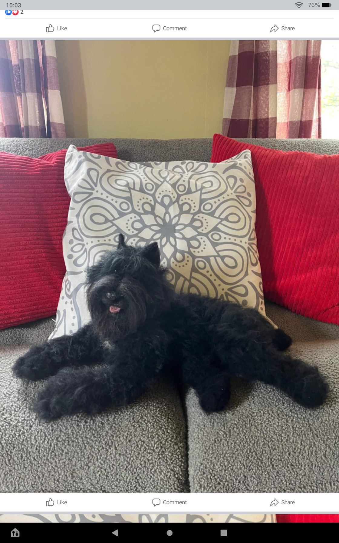 Image of 18" Large laying down Black Bouvier des flandres