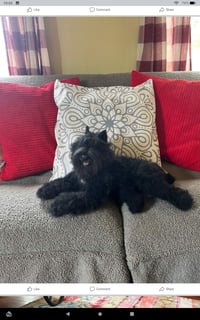 Image 3 of 18" Large laying down Black Bouvier des flandres