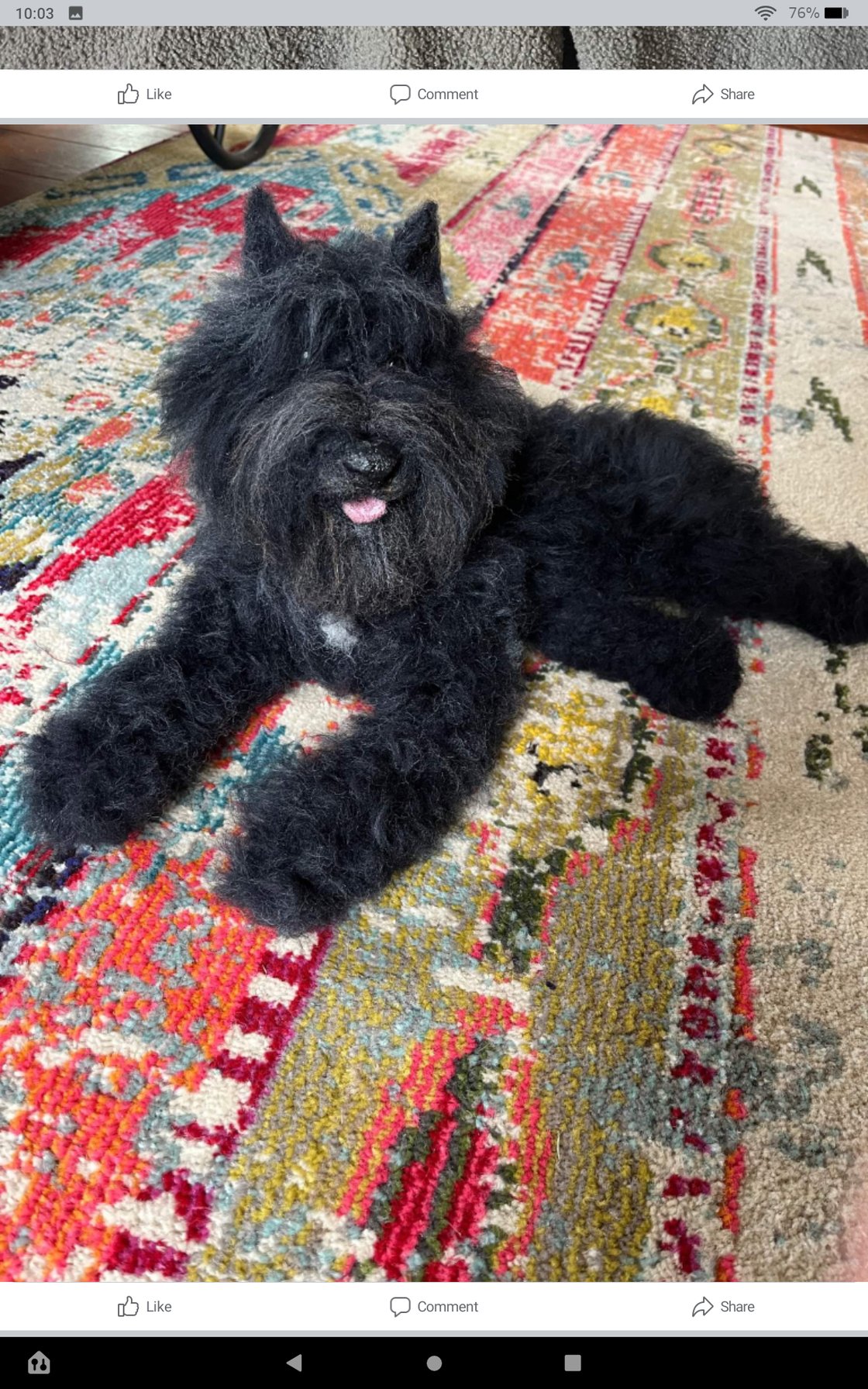 Image of 12" laying down black bouvier