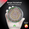 Beige Horsehair (Marasmius Tubulatus) Live Mycelium Mushroom Culture Spawn Seed