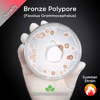 Bronze Polypore (Favolus Grammocephalus) Live Mycelium Mushroom Culture Spawn Seed