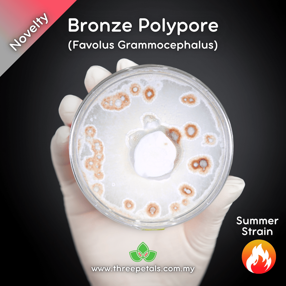 Bronze Polypore (Favolus Grammocephalus) Live Mycelium Mushroom Culture Spawn Seed