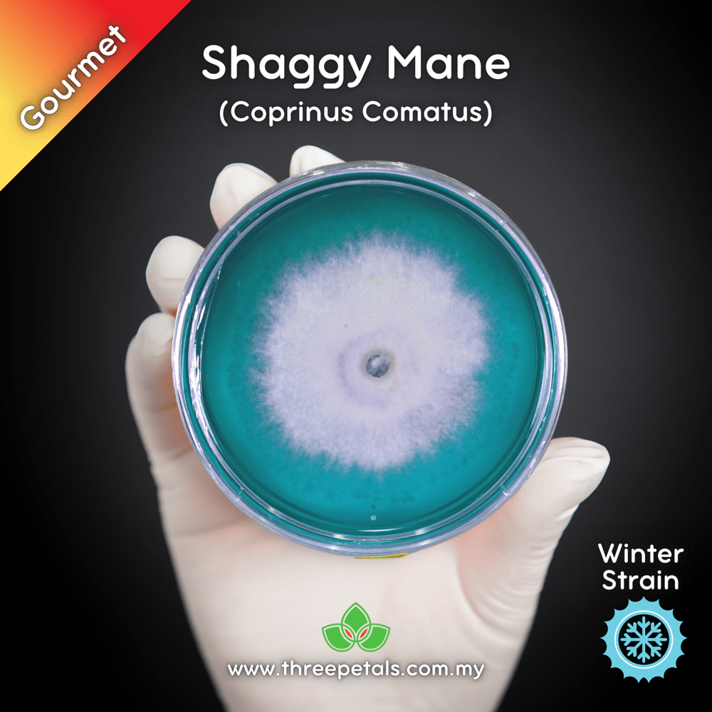 Shaggy Mane (Coprinus Comatus) Live Mycelium Mushroom Culture Spawn Seed