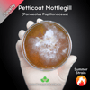 Petticoat Mottlegill (Panaeolus Papilionaceus) Live Mycelium Mushroom Culture Spawn Seed