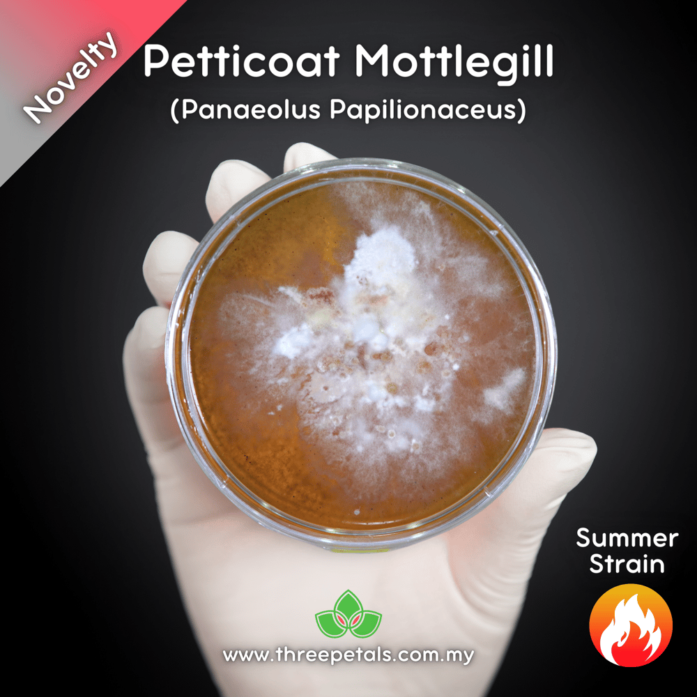 Petticoat Mottlegill (Panaeolus Papilionaceus) Live Mycelium Mushroom Culture Spawn Seed