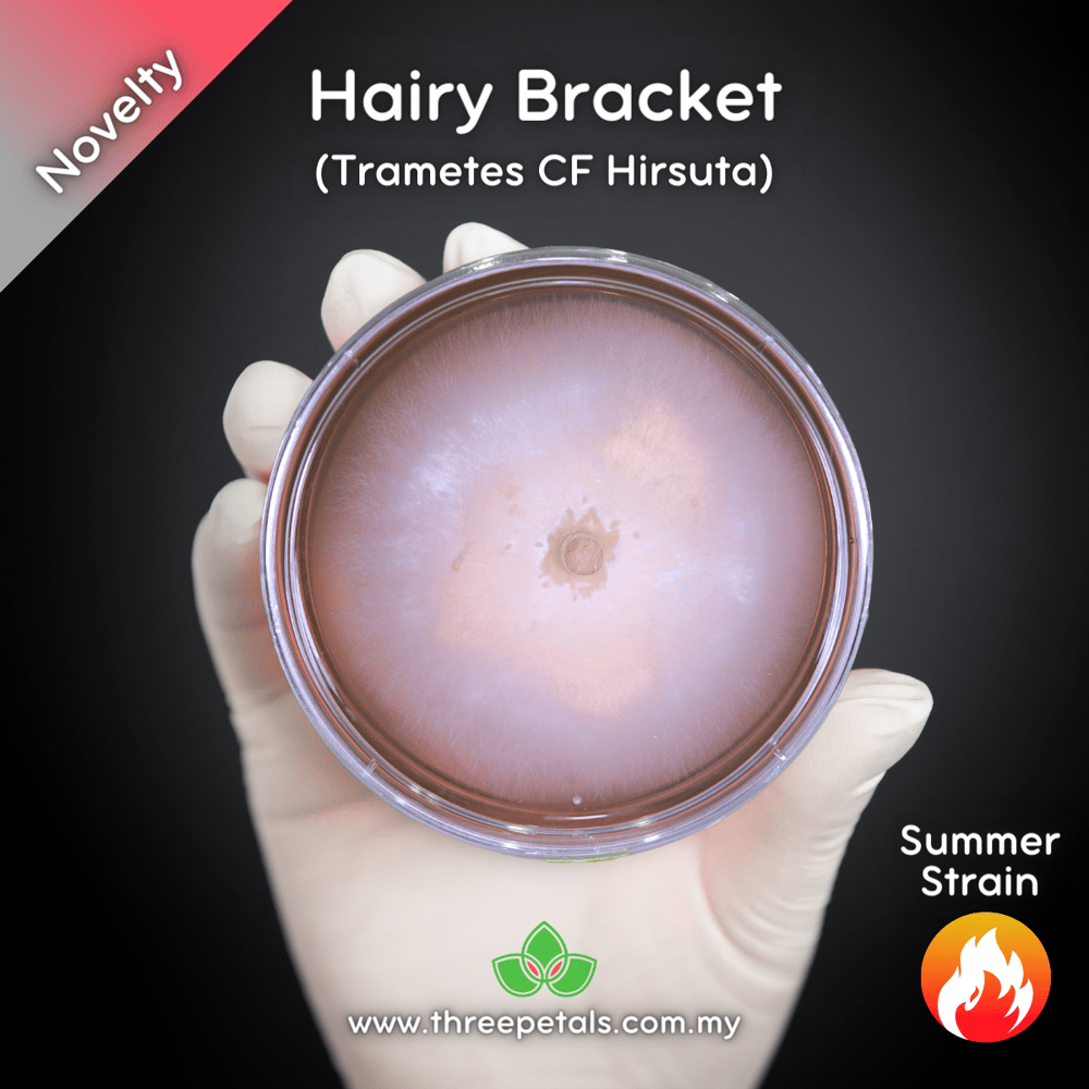 Hairy Bracket (Trametes CF Hirsuta) Live Mycelium Mushroom Culture Spawn Seed