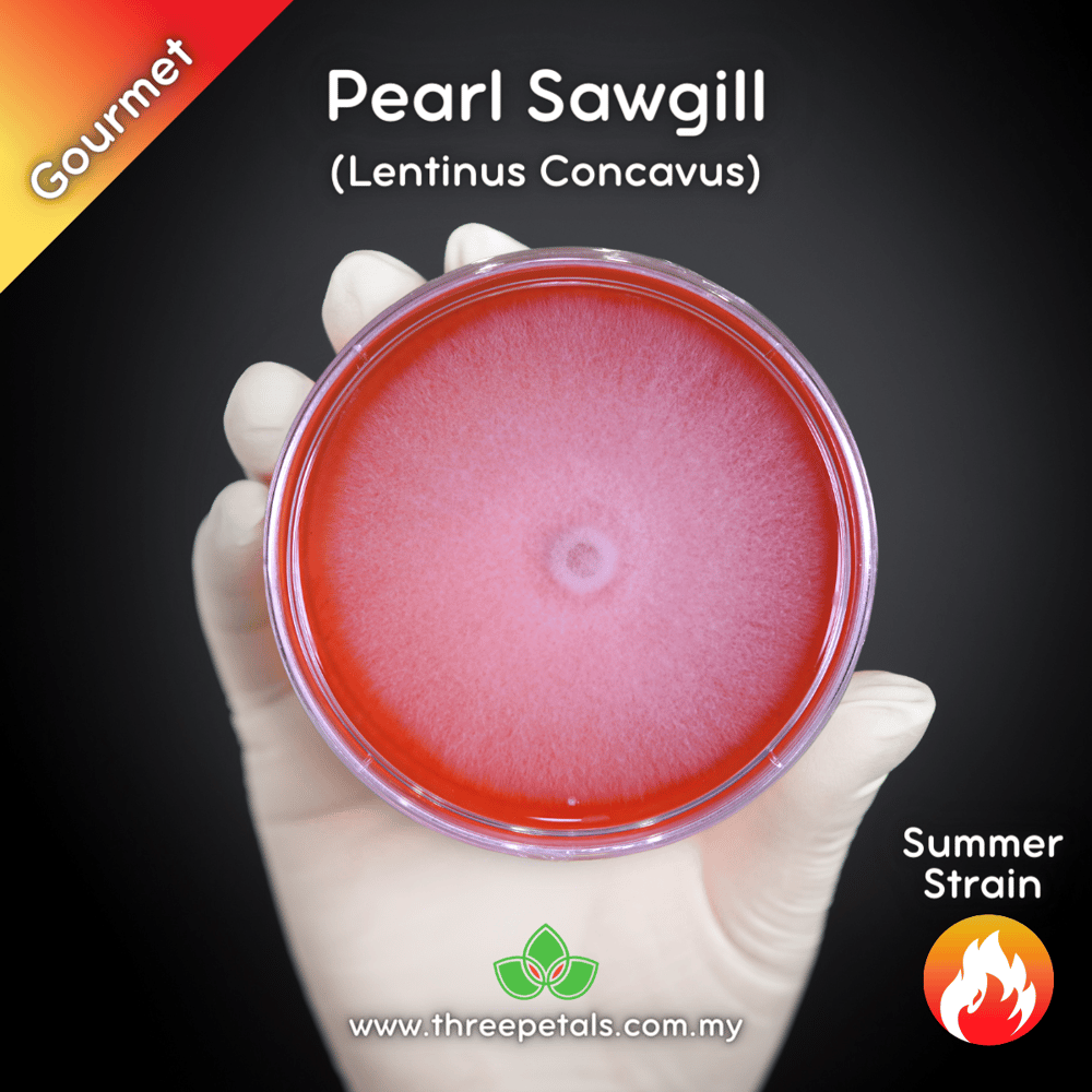 Pearl Sawgill (Lentinus Concavus) Live Mycelium Mushroom Culture Spawn Seed