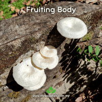 Image 2 of Pearl Sawgill (Lentinus Concavus) Live Mycelium Mushroom Culture Spawn Seed