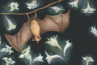 Moonflower Bat Print