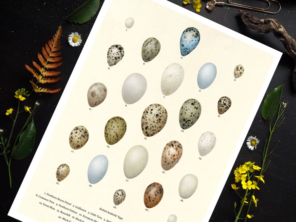 Image of British Seabirds Eggs Poster 