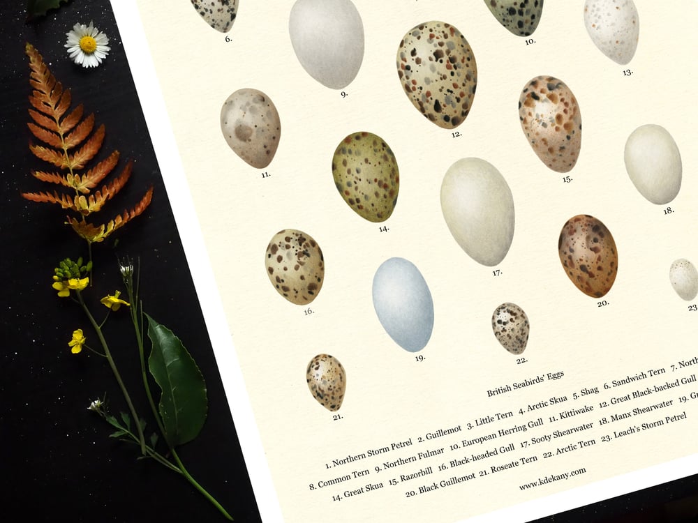 British Seabirds Eggs Poster 