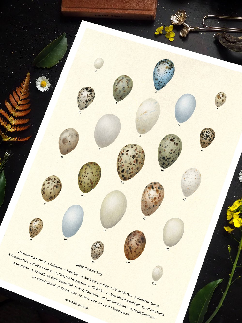 British Seabirds Eggs Poster 