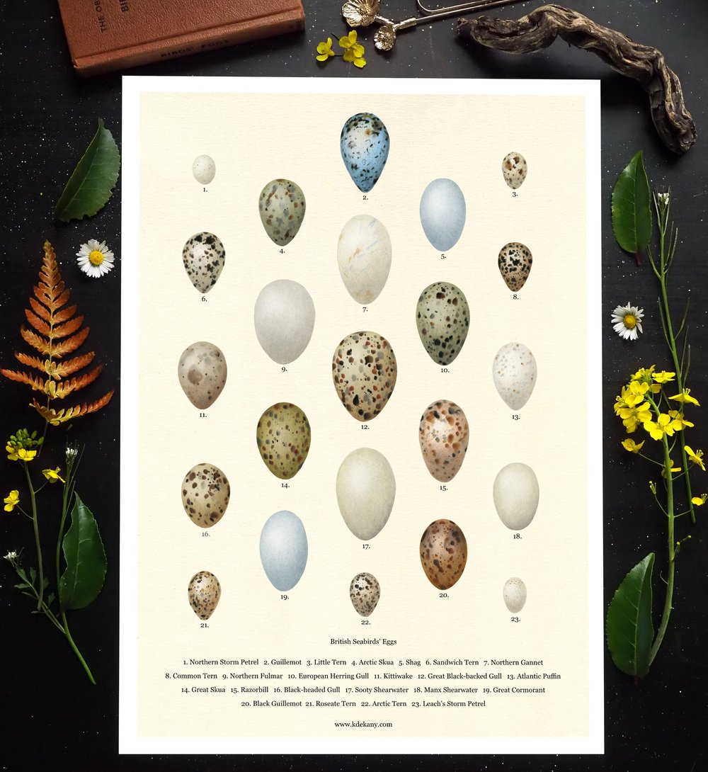 Image of British Seabirds Eggs Poster 