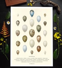 Image 1 of British Seabirds Eggs Poster 