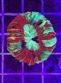 Indo Ultra Trachyphyllia