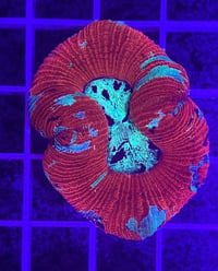 Image 2 of Indo Ultra Trachyphyllia #2