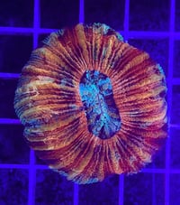 Indo Ultra Trachyphyllia #4