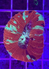 Indo Ultra Trachyphyllia #10