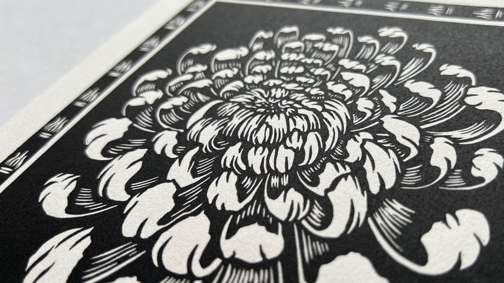 Chrysanthemum black