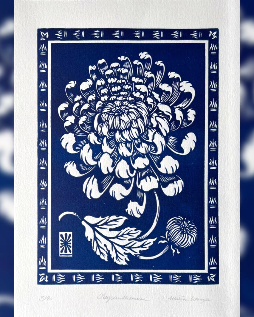 Chrysanthemum blue