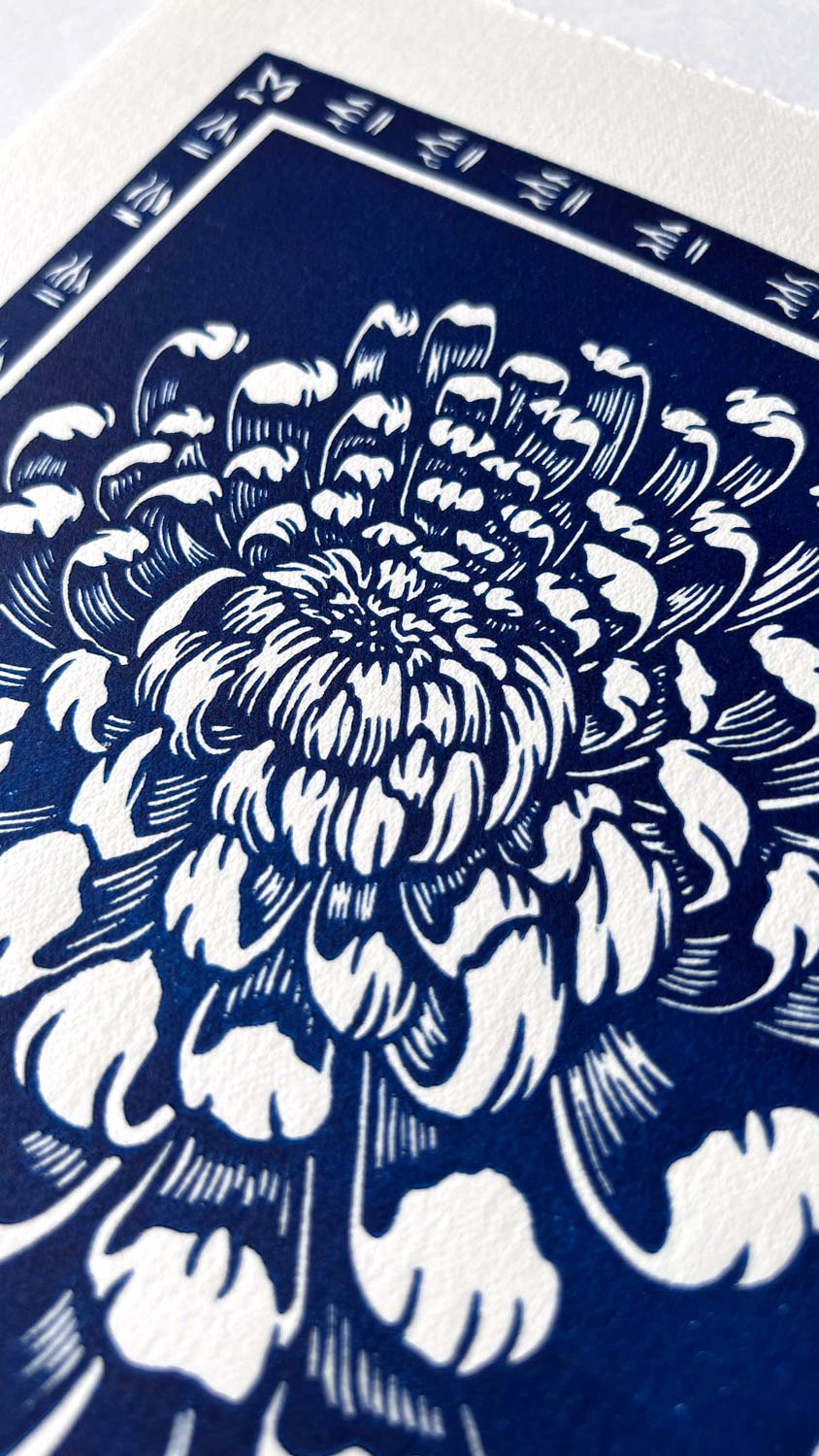 Chrysanthemum blue