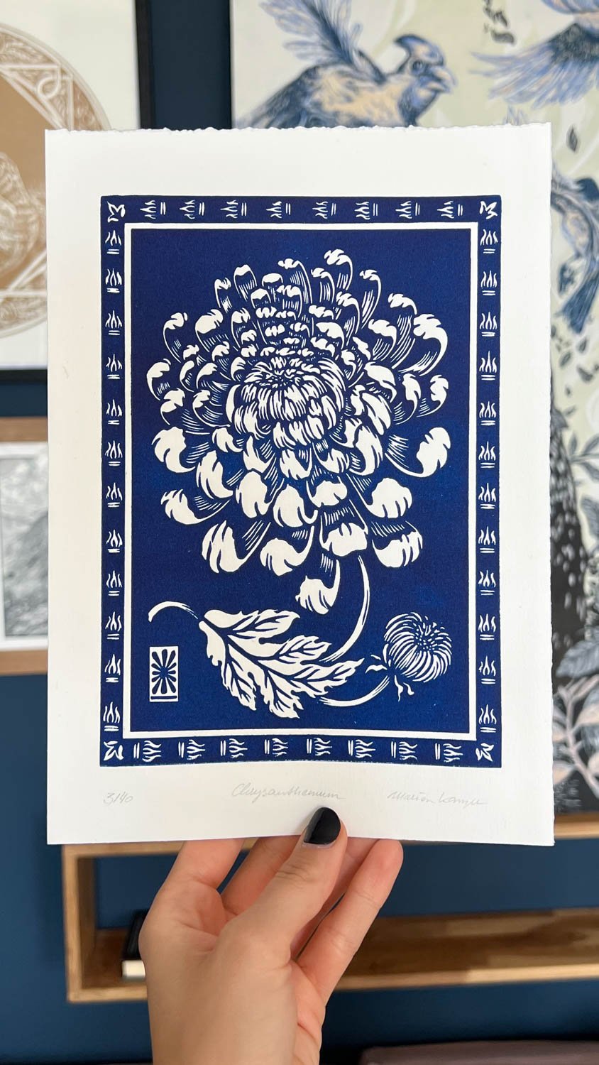 Chrysanthemum blue