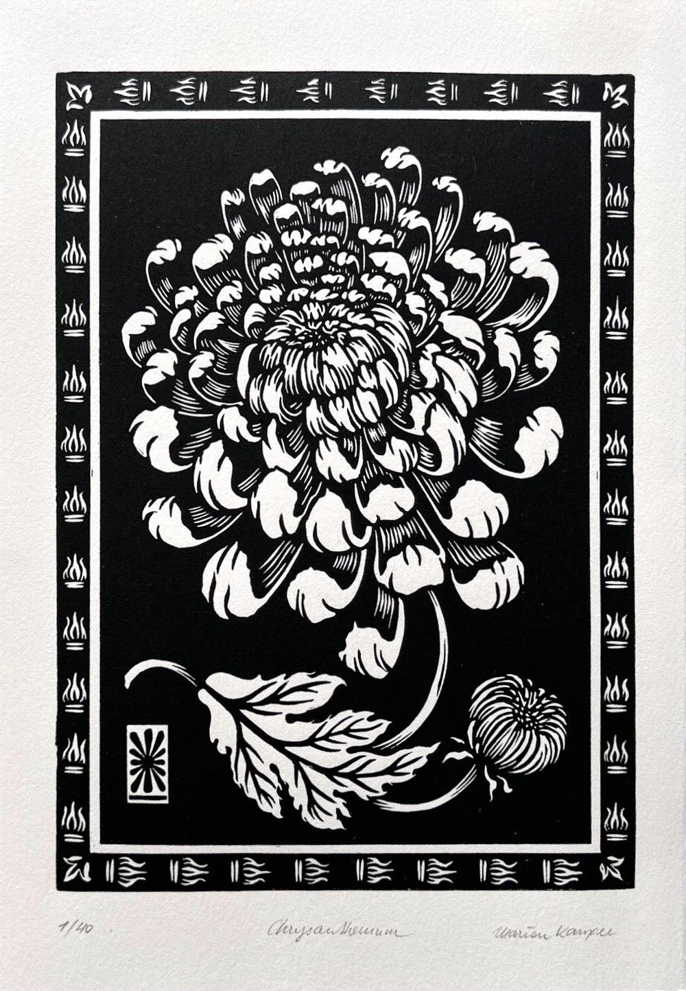 Chrysanthemum black